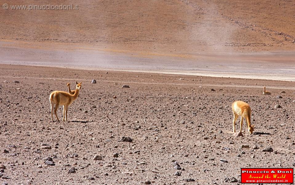 BOLIVIA 2 - Vigogne - 1.jpg